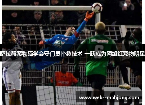 萨拉赫宠物猫学会守门员扑救技术 一跃成为网络红宠物明星